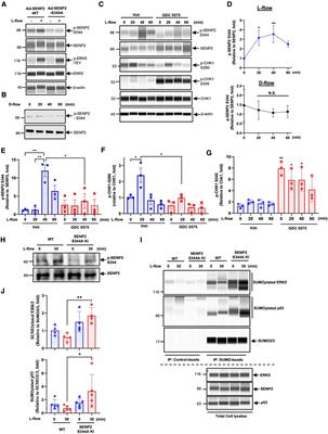 Endothelial activation and fibrotic changes are impeded by laminar flow-induced CHK1-SENP2 activity through mechanisms distinct from endothelial-to-mesenchymal cell transition